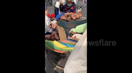 Adopted Stray Dog “Sweet Potato” Enjoys a Nap Time in the Company of Granny in Jingzhou, Hubei, China