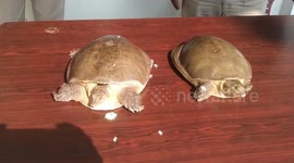 Cops catch men trying to trade turtles in central India
