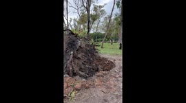 Tornado's wrath: massive tree uprooted in Buenos Aires