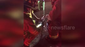 Rescued Kitten Hugs Owner After California Fire in Fresno, USA