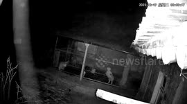 Dogs bark in kennel as earthquake occurs in northern China