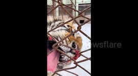 Siberian tiger recoils after getting tongue stuck to frozen iron railing at Chinese zoo