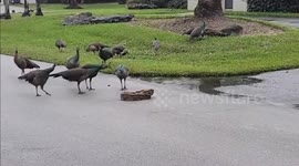 Fireman Removes Big Red Tail Boa from Florida Road in Palmetto Bay, USA