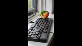 Caique mischief: parrot Pirdas enjoys dismantling keyboard