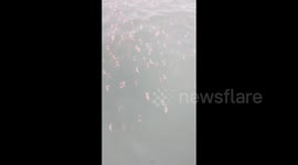 Sea Crabs Moving in Crowds in Tangshan, Hebei, China