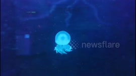 A Swirling Jellyfish captured in Dongguan, China