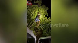 Pet owner rides crane truck to save escaped pet bird from tree