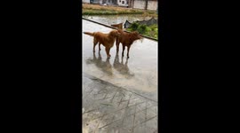 Unexpected Friendship Builds Up Between Golden Retriever and Calf Looking Alike in China