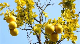 Ornamental Pomelo Tree in Winter in Yichang, China