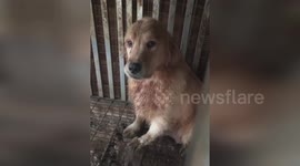 Golden Retrievers with vocal cords ripped out rescued from dog farm