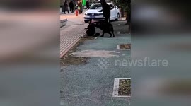 Woman hospitalised after being mauled by large dog in the street