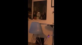 The Neighbor's Cat Is Very Persistent