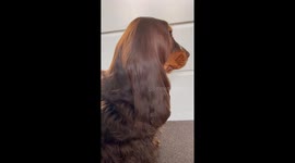 UK woman brushes cocker spaniel dog's long luscious locks