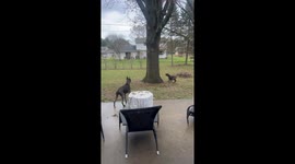 Squirrel Patrol Struggles