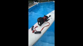 Frenchie is balancing on a surfboard in the top of a pool, very cute!