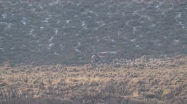 Biologists Fly Deer by Helicopter for Health Checks and GPS Collar Placement in Hebert City, UT, USA