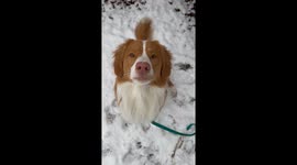 Adorable dog saves his photoshoot by chomping on 'annoying' snowflakes