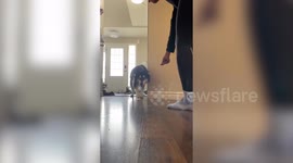 Meet the husky who has developed a fear of - wooden floors