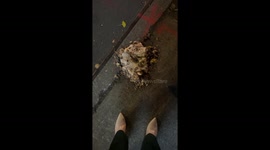 Girls encounter mysterious jelly-like substance in New York City streets: Alien encounter or curious slime?
