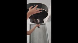 Guitar intruder: Andradas cat's bold escape caught on camera