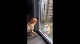 This smart service dog is able to open doors for his feline best friend