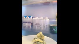 Solving The Mystery Of The Empty Plates