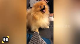 The Best Dog Videos of 2023