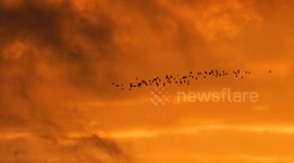 UK weather Christmas 2023. Persistent rain ceases an temperatures rise as migratory Lapwings circle at dusk, Nansledan valley, Cornwall, UK