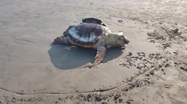 Bathers remove a dead sea turtle from the sea with a cracked shell