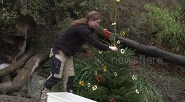 Spectacled bear eyes up fruit and veg Christmas tree