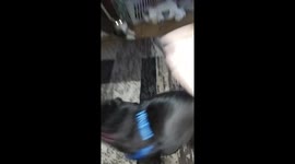 My 19 month old pug, Maggie-Mae having the spins! She's happy for me buying a rug and doesn't slide on the floor.