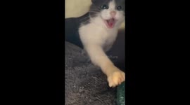 Managing aggression: building trust and feeding Tilleul