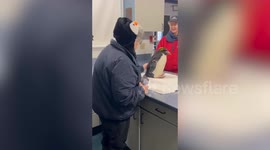 Elderly woman's dream of petting a penguin fulfilled for Christmas