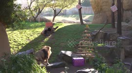 BIOPARC Valencia Animals Delight in Christmas Gifts in Spain