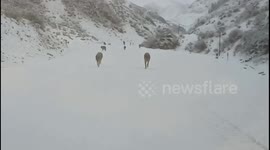 Close Encounter with Wolves Amidst Snowy Valley in Xinjiang, China