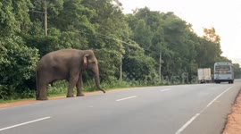 Gain Elephant looking for food and stop the cars on the road very dangerous