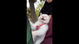 Cat Yobo's adventurous motorcycle ride: a whisker-wild journey in Jakarta!