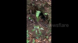 Rescuing Two Dogs Trapped in A Pit in The Forest in Yunnan, China