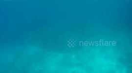 A school of fishes is dancing in front of my eyes