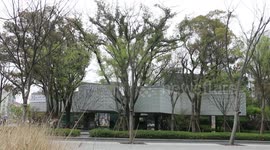 上海一办公楼建在600年古树上成醒目一景