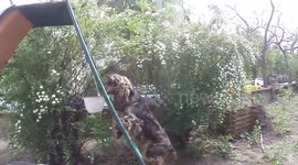 Dog climbs ladder so it can have a go on a slide