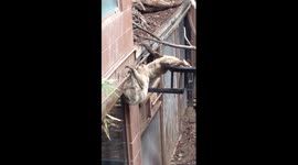 Sloth fails miserably at eating
