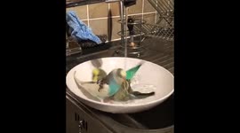 Reggie and Buster taking a bath