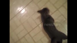 Kitten begging for fish