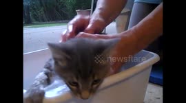 Kitten's First Bath