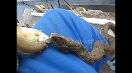 Watersnake climbs out of pond and collects food from man's lap