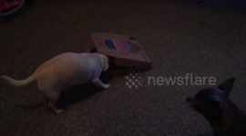 Chihuahua getting defensive over his Dominos pizza! 
