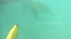 Slo-mo video turtle with feeder fish