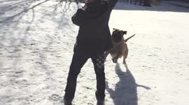 Homemade '360 camera' footage of bullmastiff dog