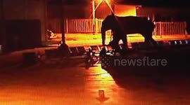 Wild elephant wanders into Chinese border checkpoint by mistake